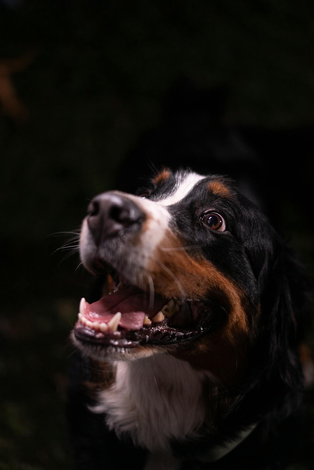 A joyful family with a golden retriever in a lush green park