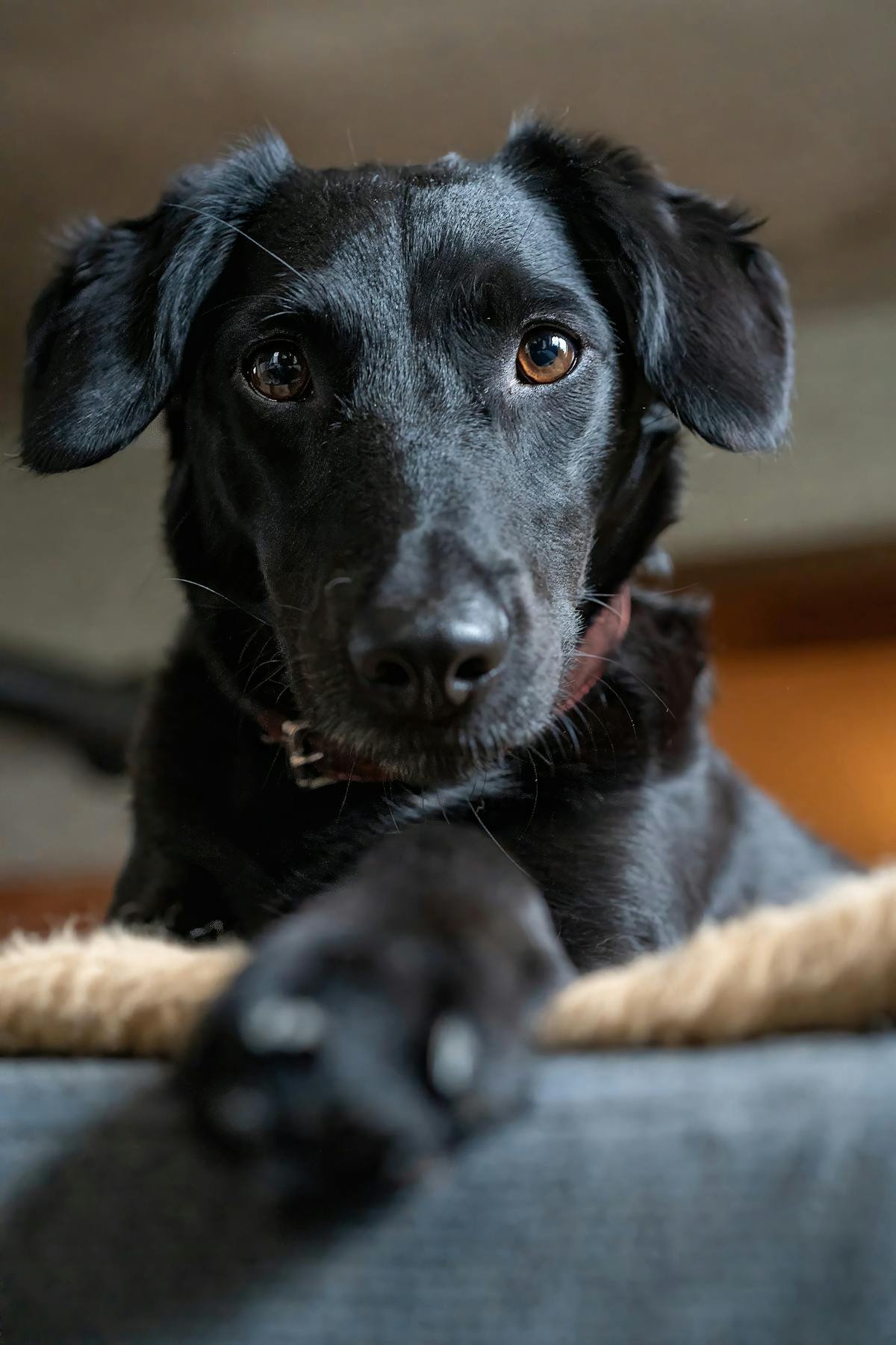 A display of colourful dog collars and toys on a shelf