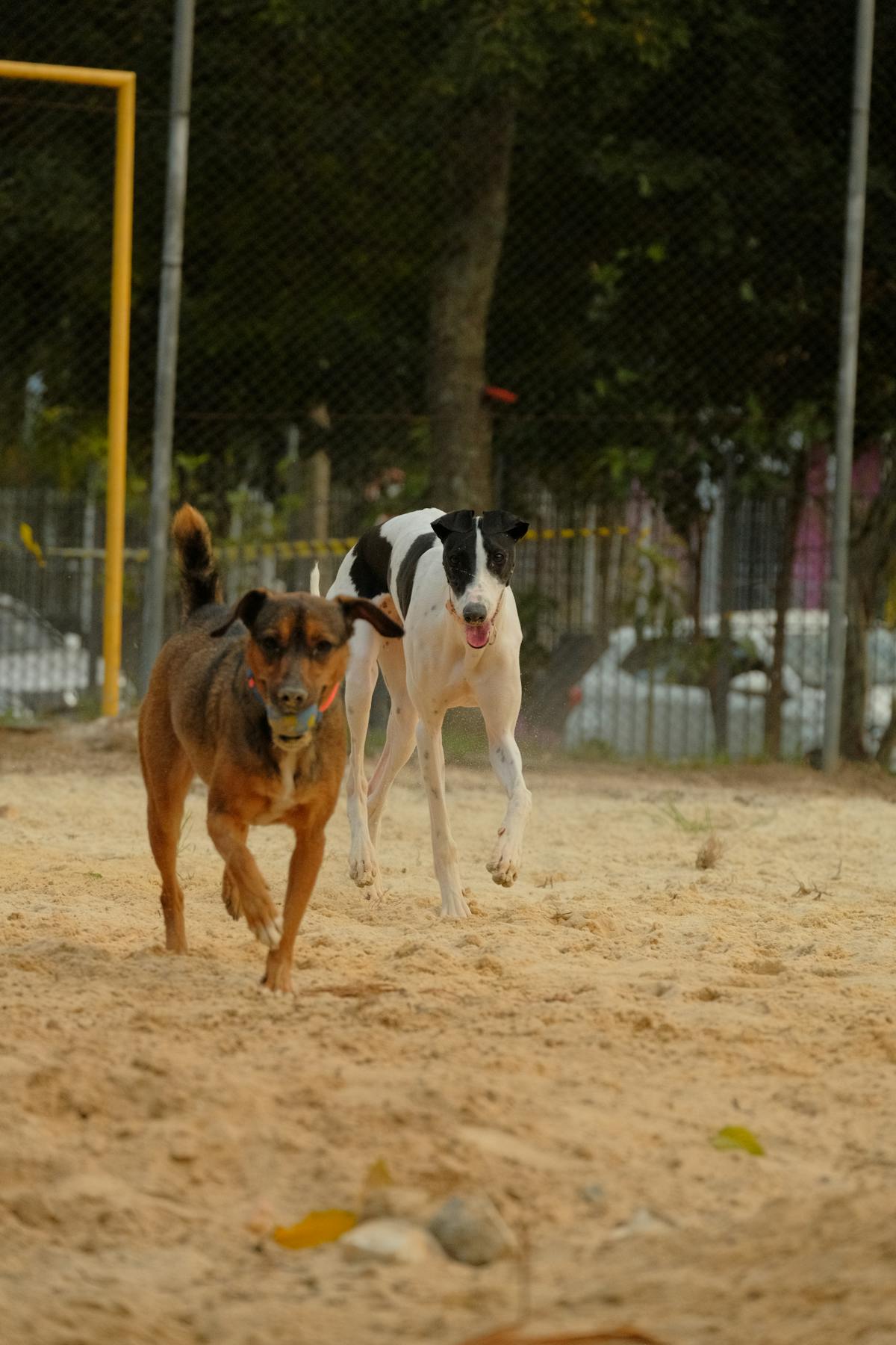 A kennel caretaker gently holding a small dog, smiling at the camera