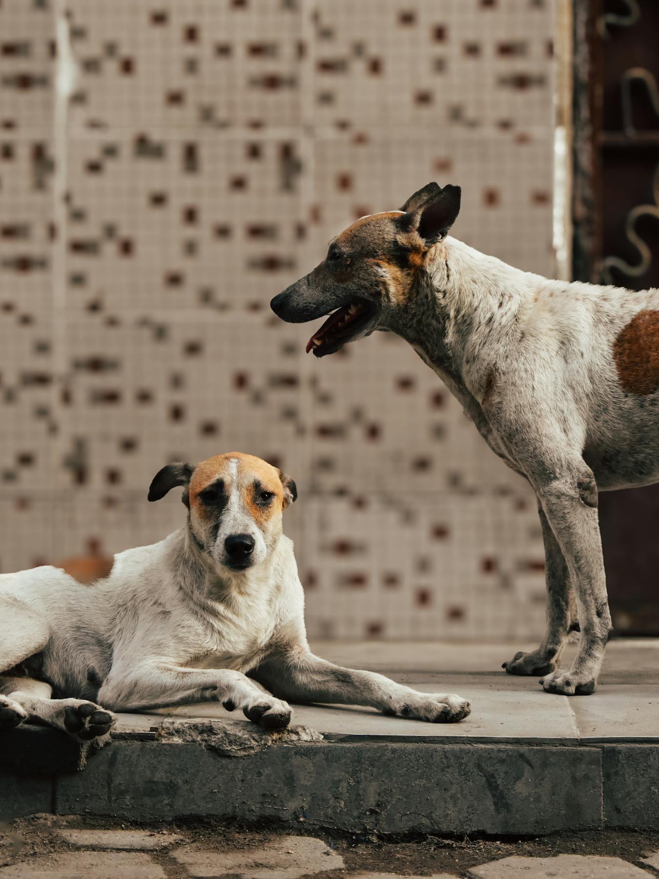 A selection of different dog breeds sitting together
