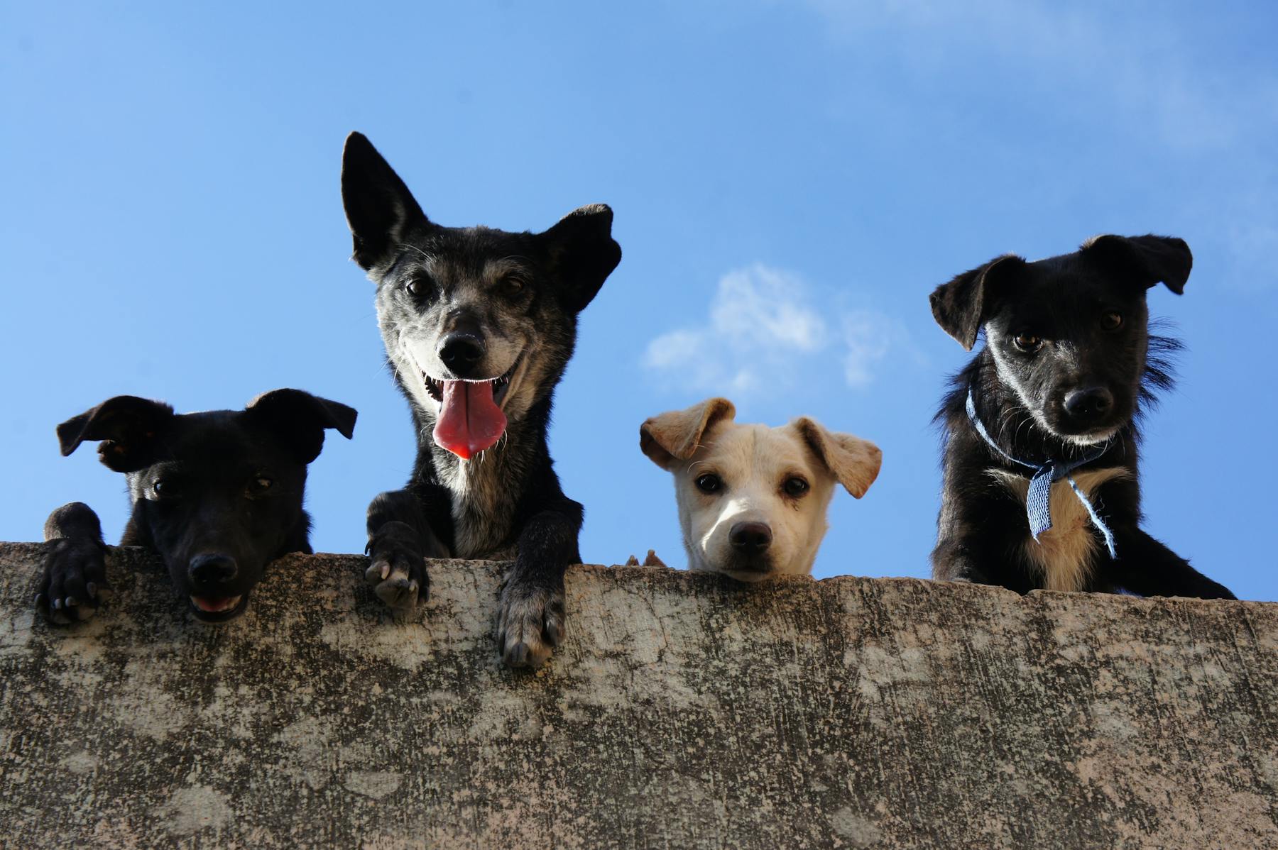 A family with children playing with a puppy on a sunny day
