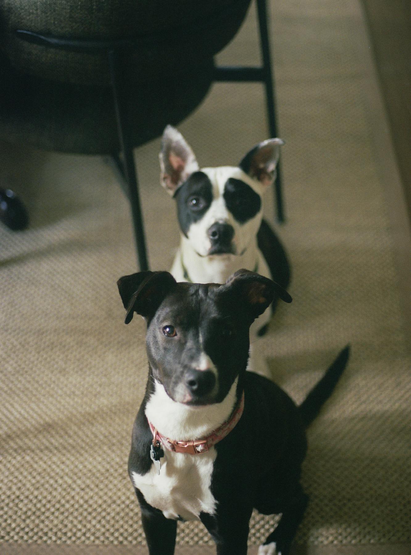 A montage of various dog breeds in playful poses